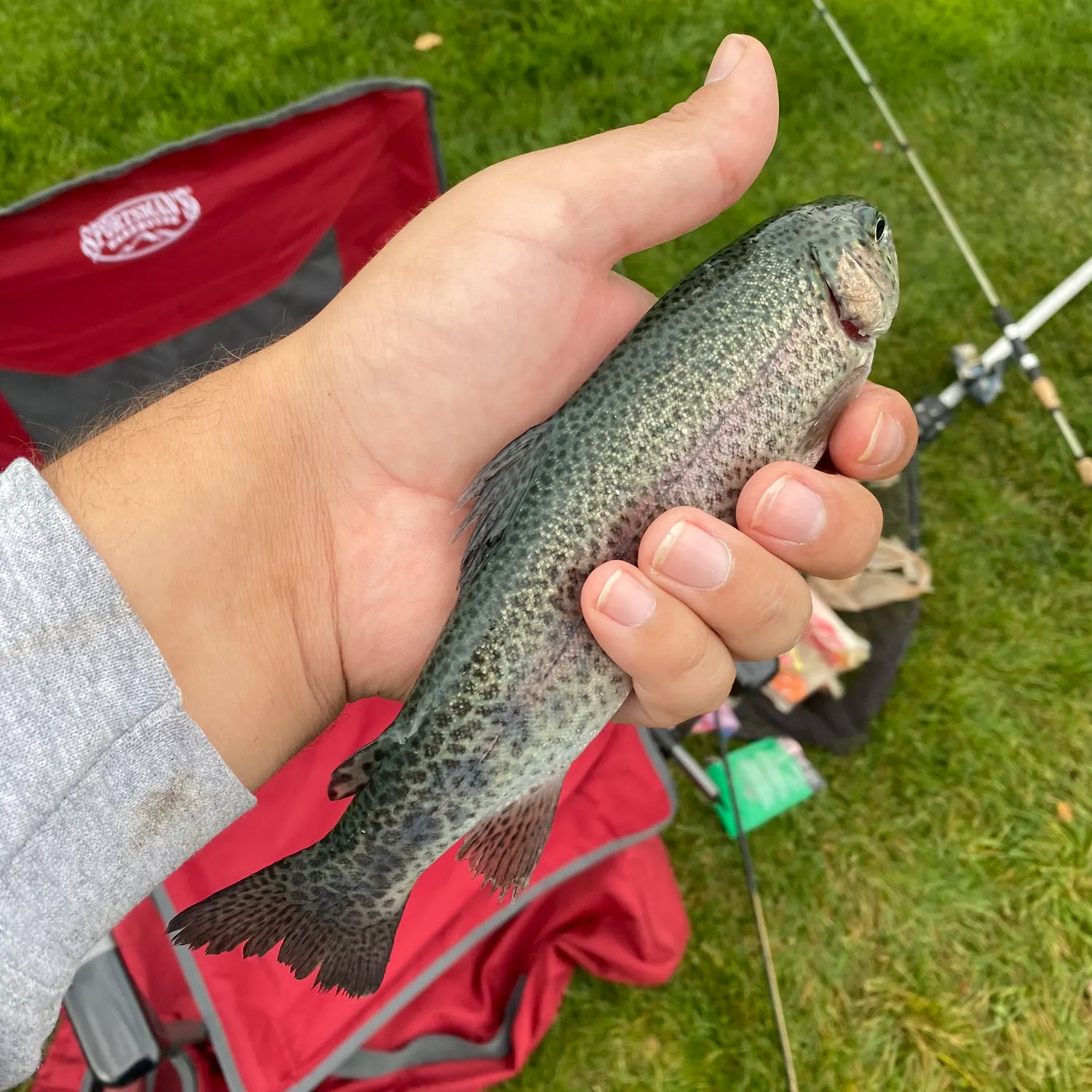 Rainbow trout caught on Fishbrain