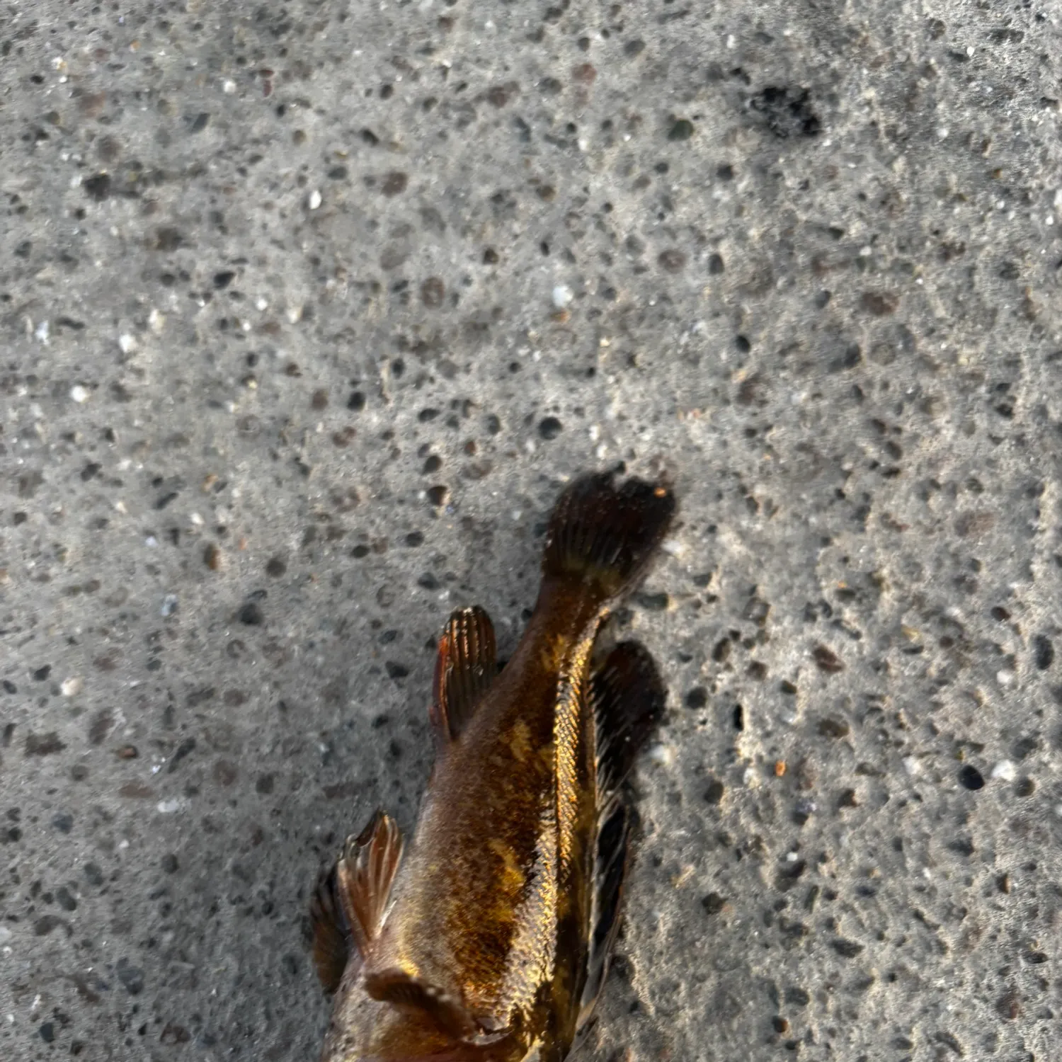 Grass rockfish caught on Fishbrain
