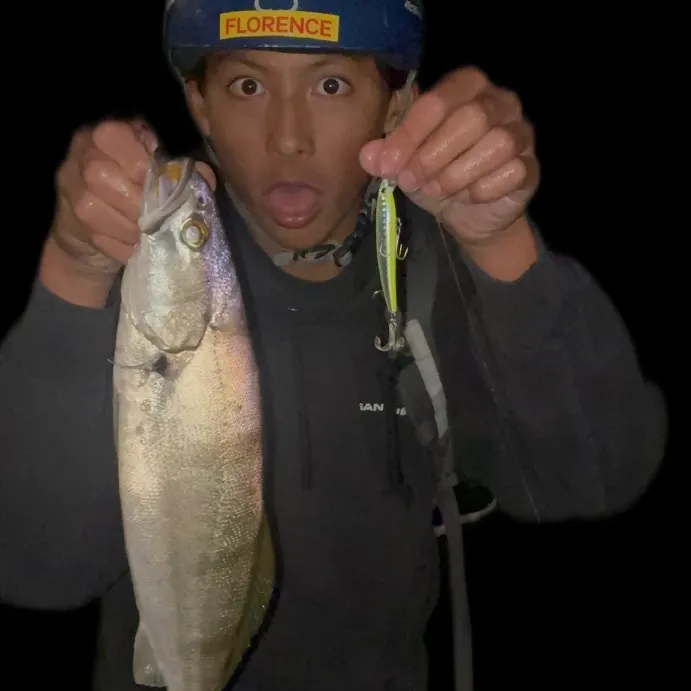 White seabass caught on Fishbrain