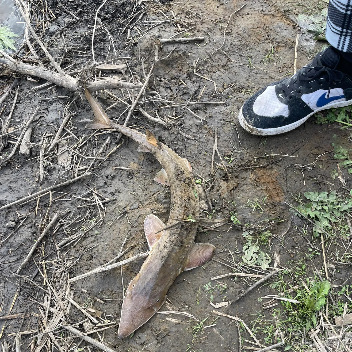 The most recent Shovelnose sturgeon catches on Fishbrain