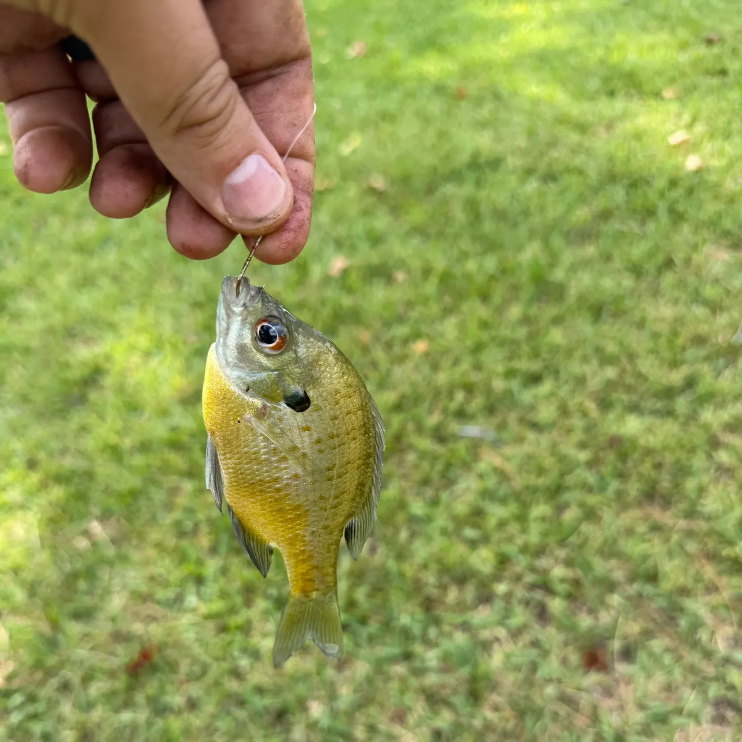 Redbreast sunfish caught on Fishbrain