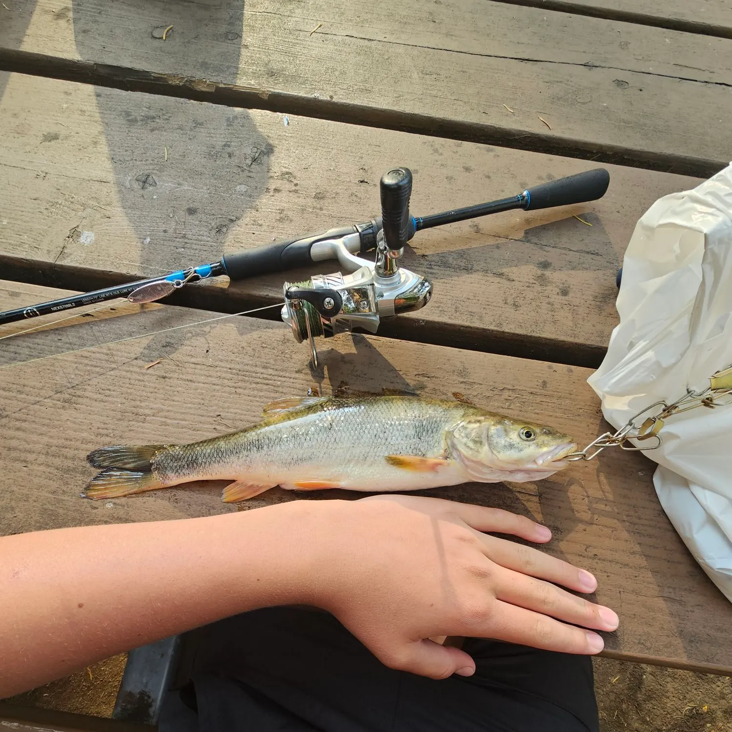 recently logged catches