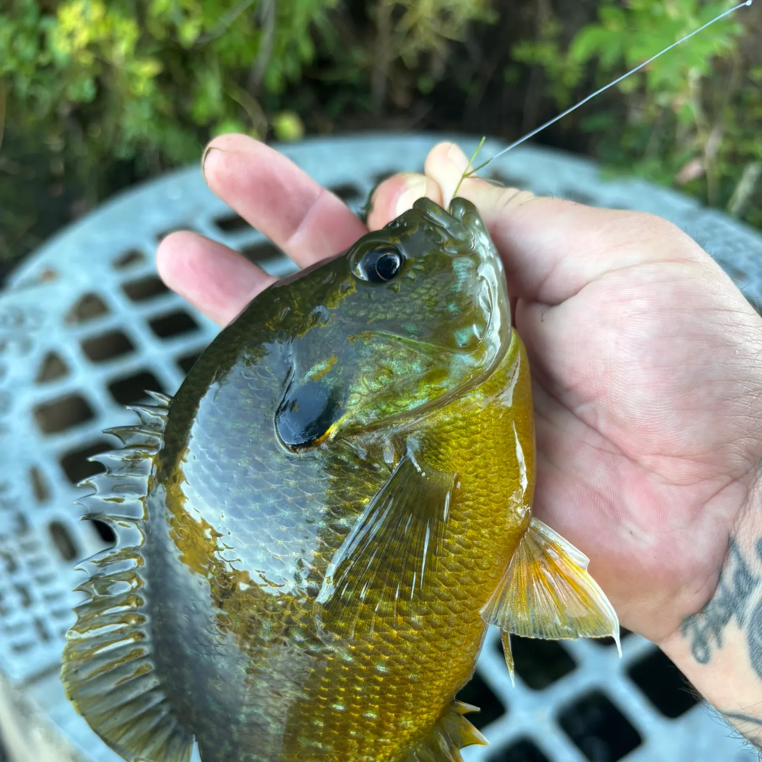 Bluegill caught on Fishbrain