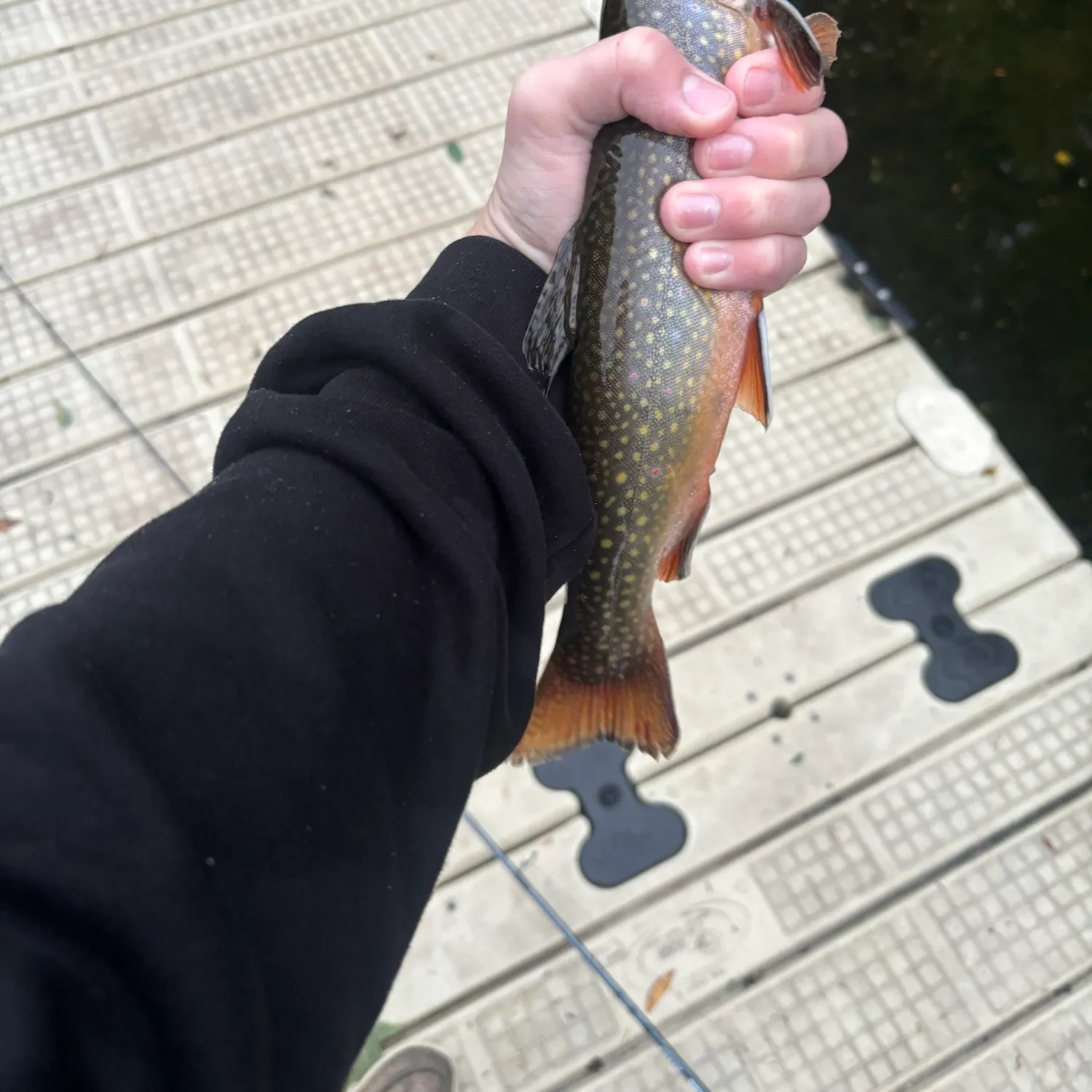 Brook trout caught on Fishbrain
