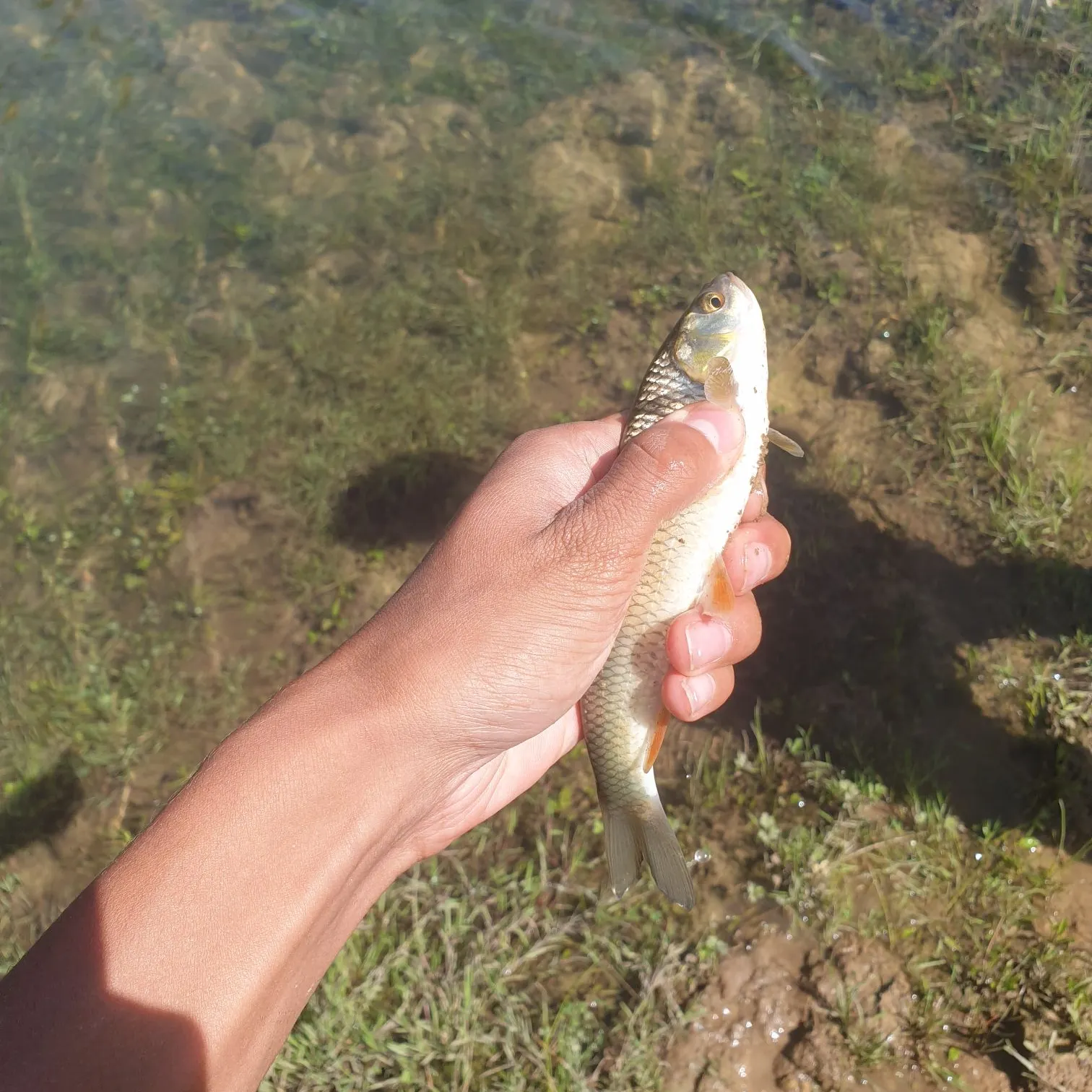 European perch caught on Fishbrain
