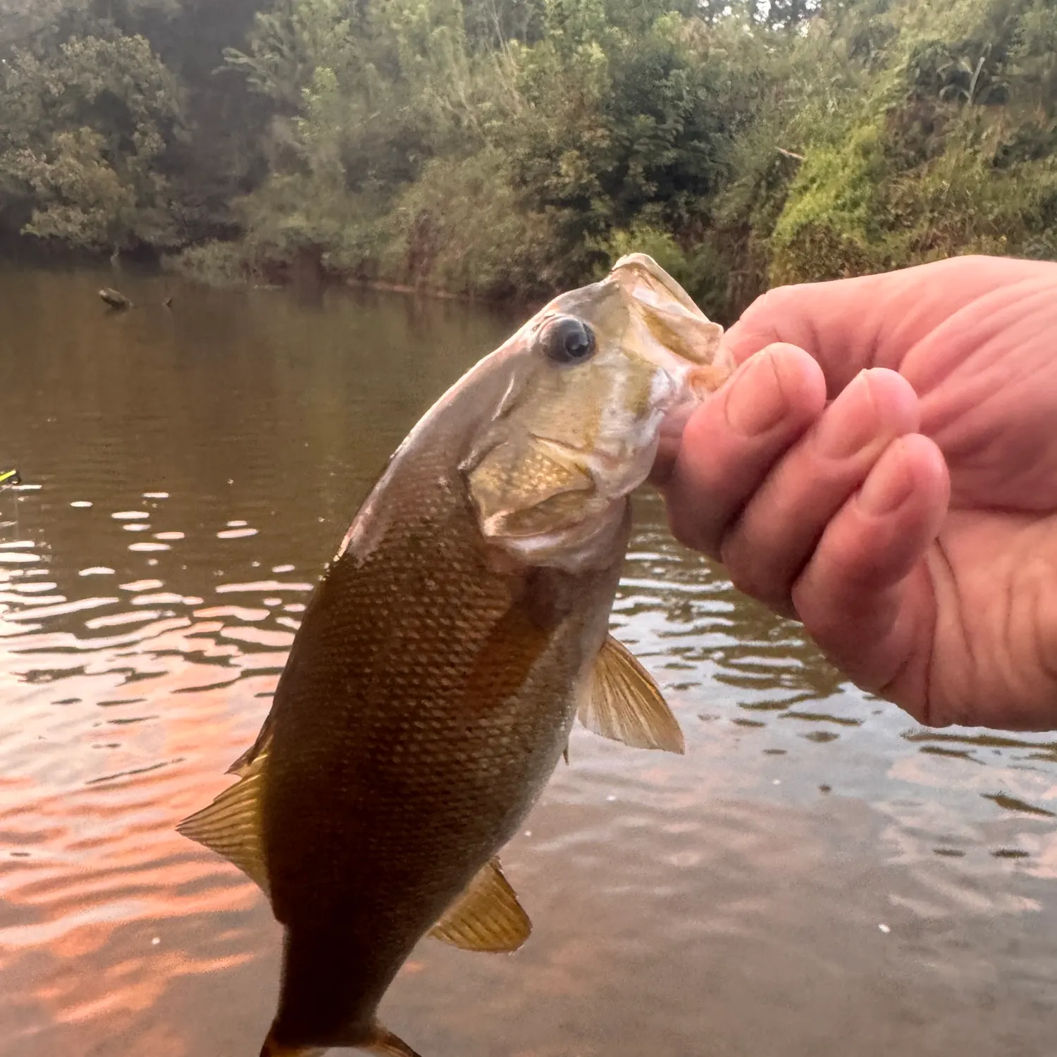 Smallmouth bass caught on Fishbrain