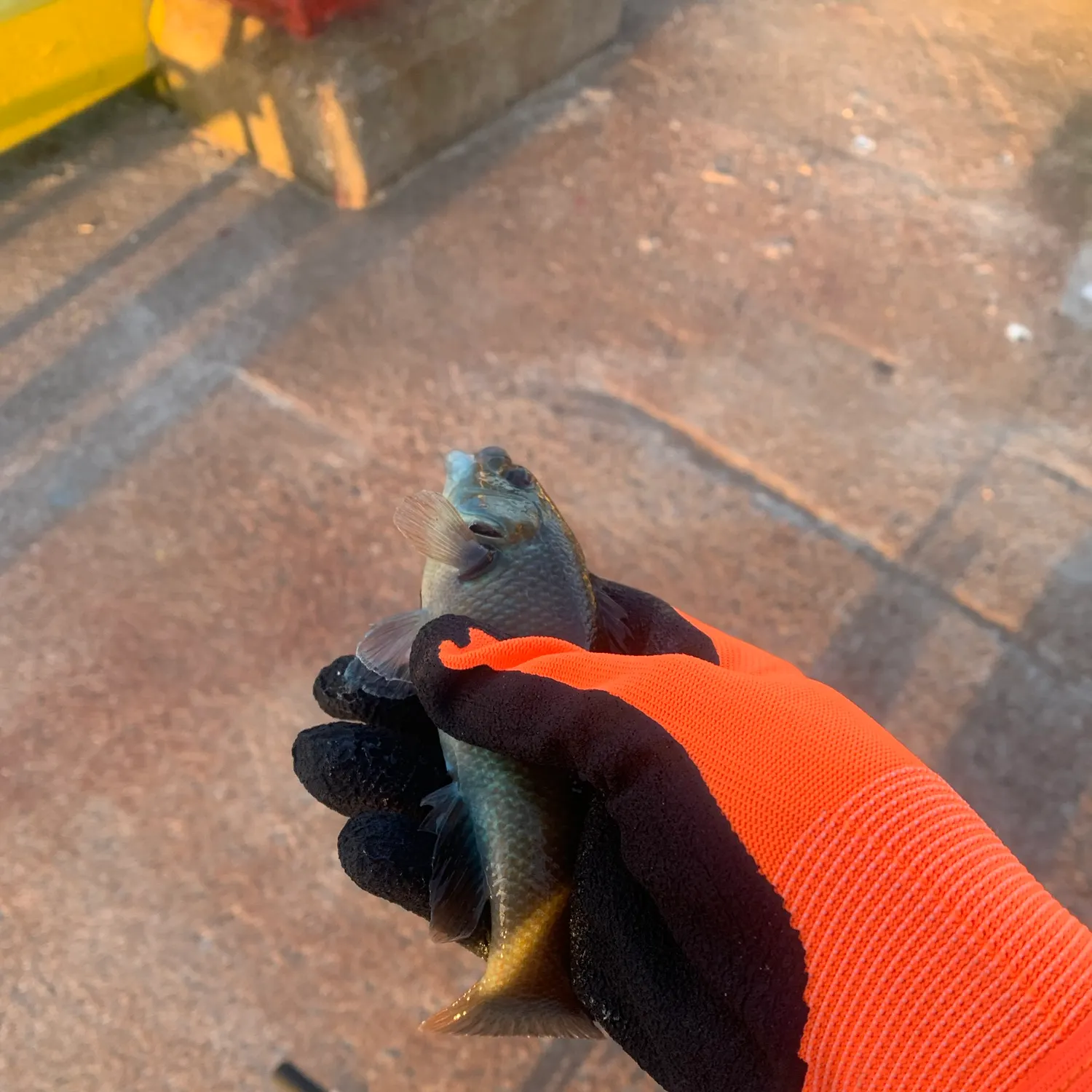 Cunner caught on Fishbrain