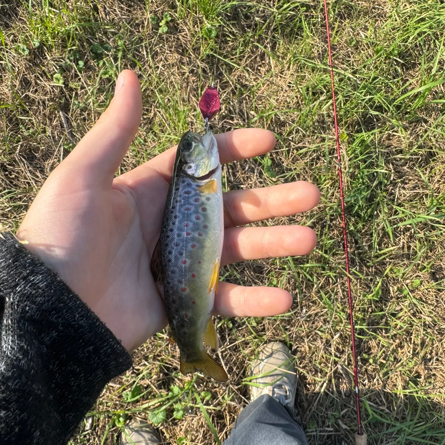 Rainbow trout caught on Fishbrain