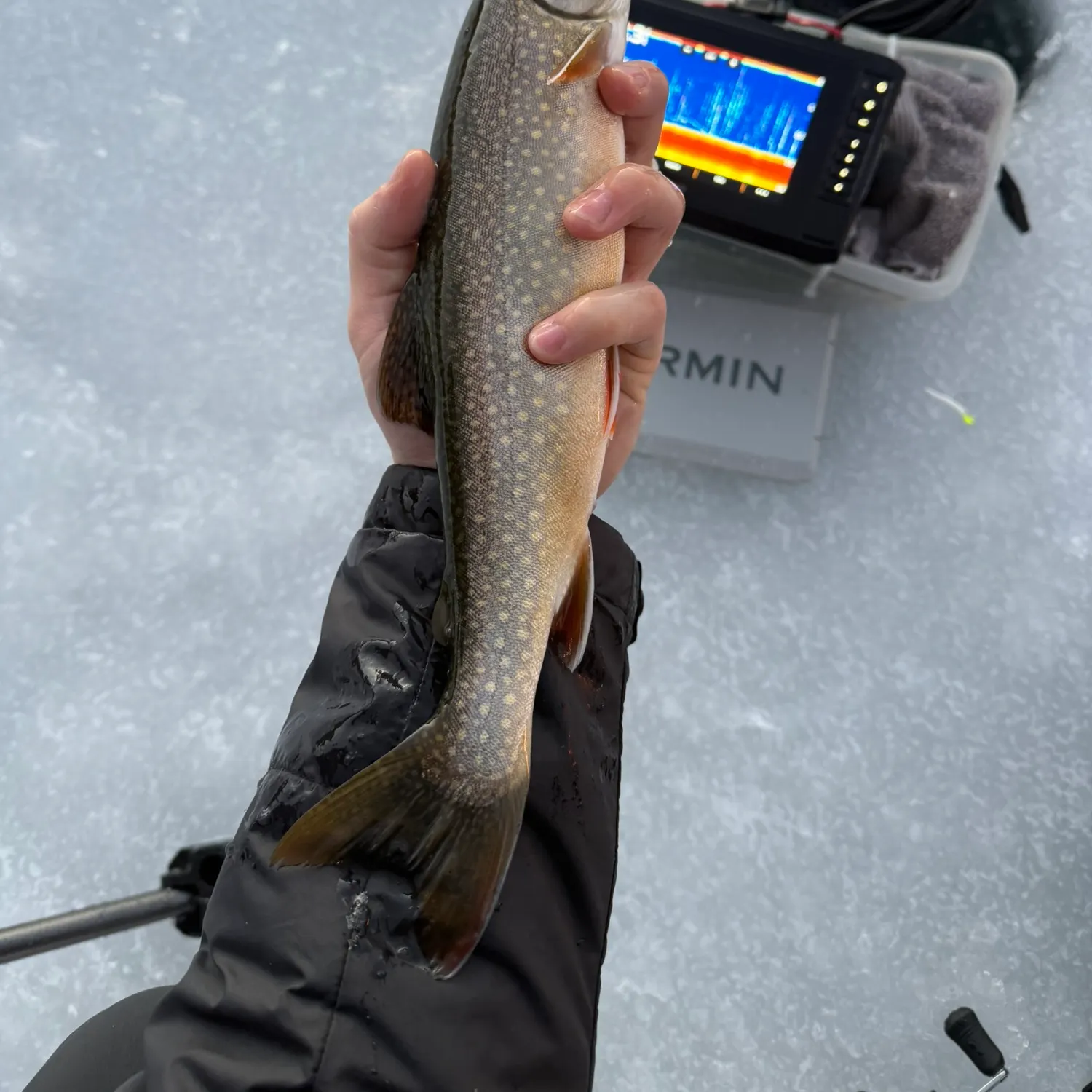 The most recent Splake catches on Fishbrain