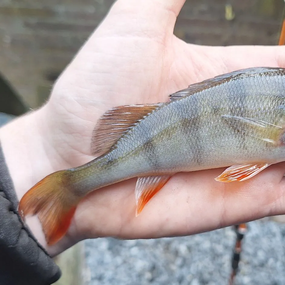 European perch caught on Fishbrain