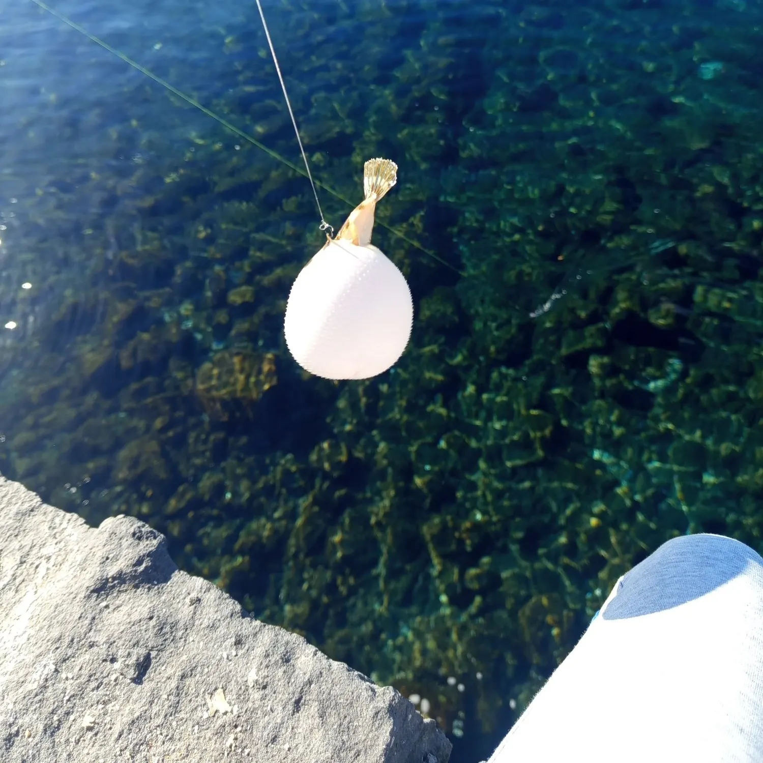 The most recent European flounder catches on Fishbrain