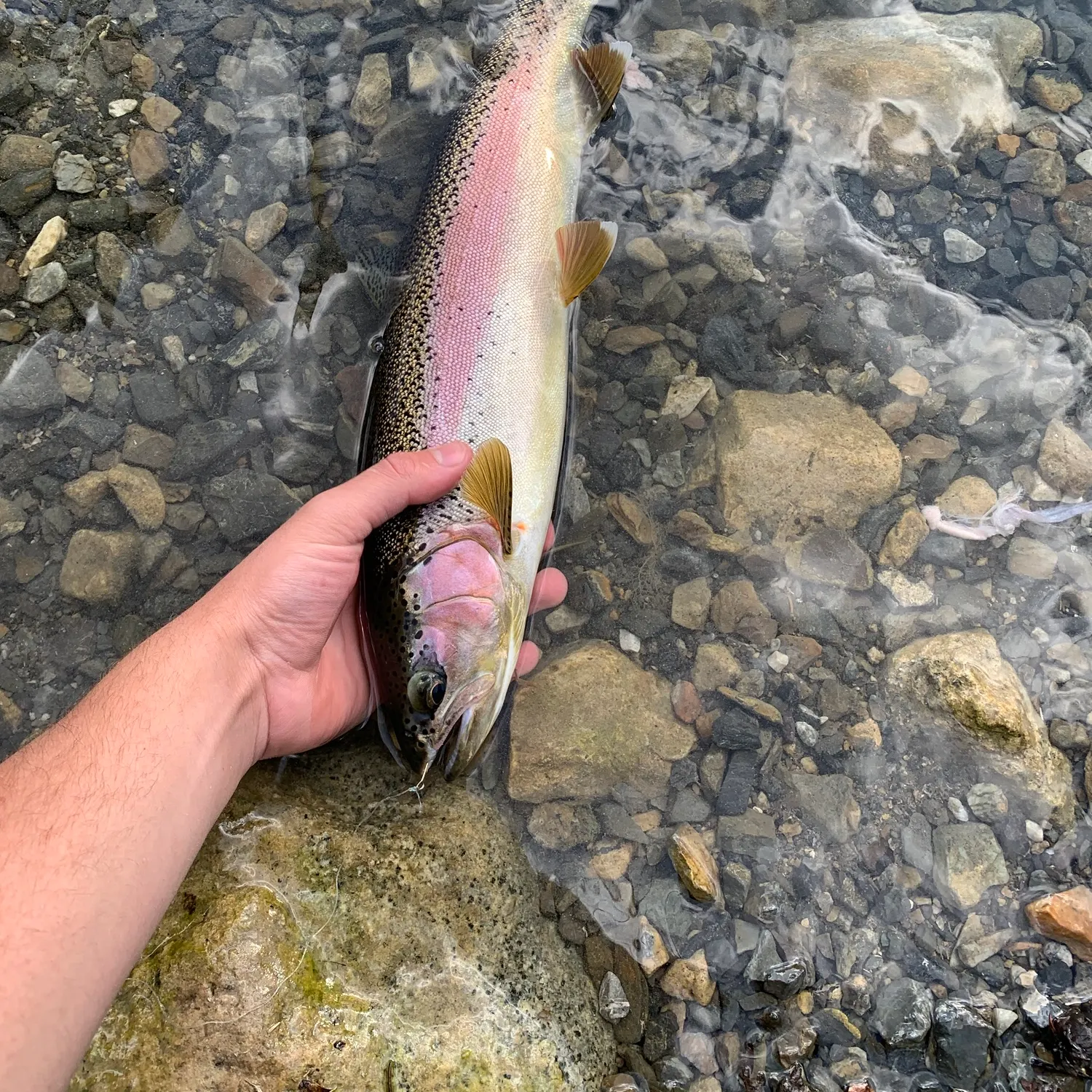 Rainbow trout caught on Fishbrain