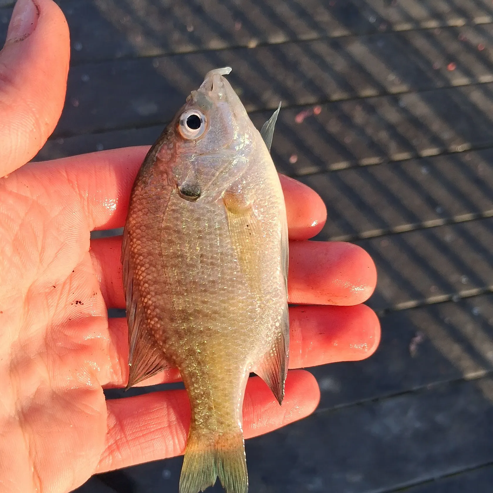 Bluegill caught on Fishbrain