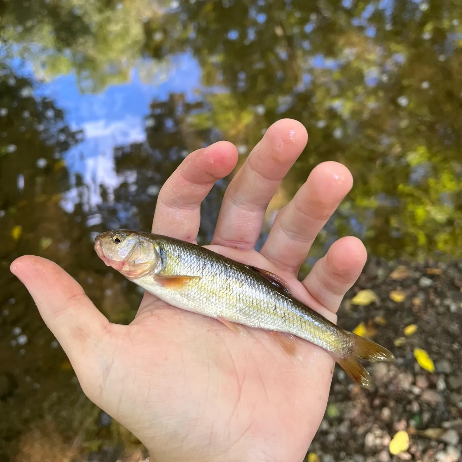 Creek chub caught on Fishbrain