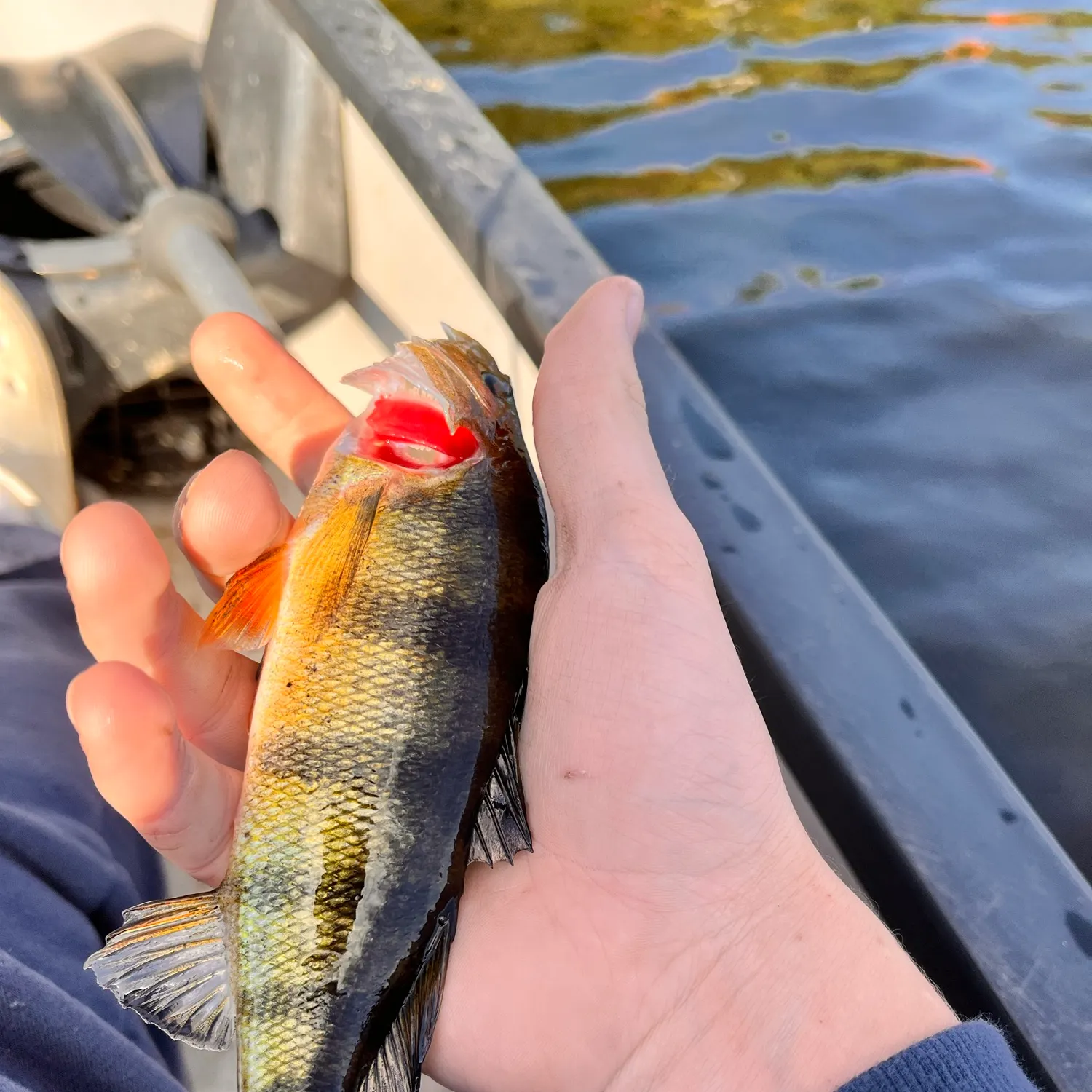 Yellow perch caught on Fishbrain