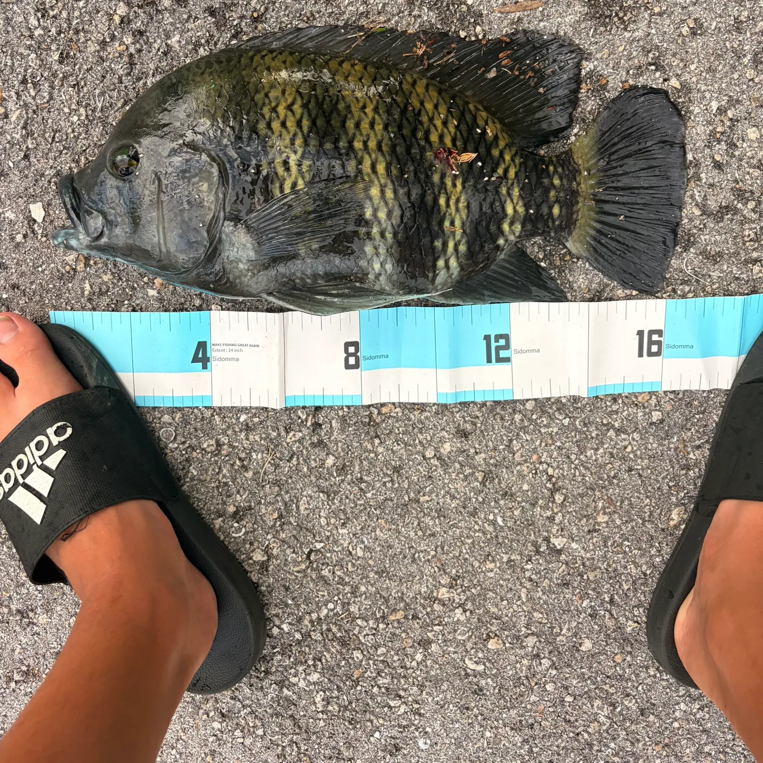 The most recent Zebra tilapia catches on Fishbrain
