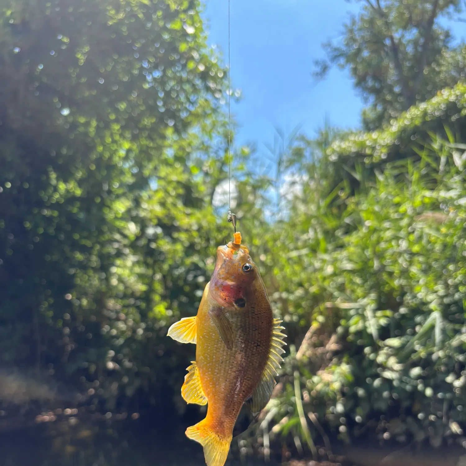 Green sunfish caught on Fishbrain