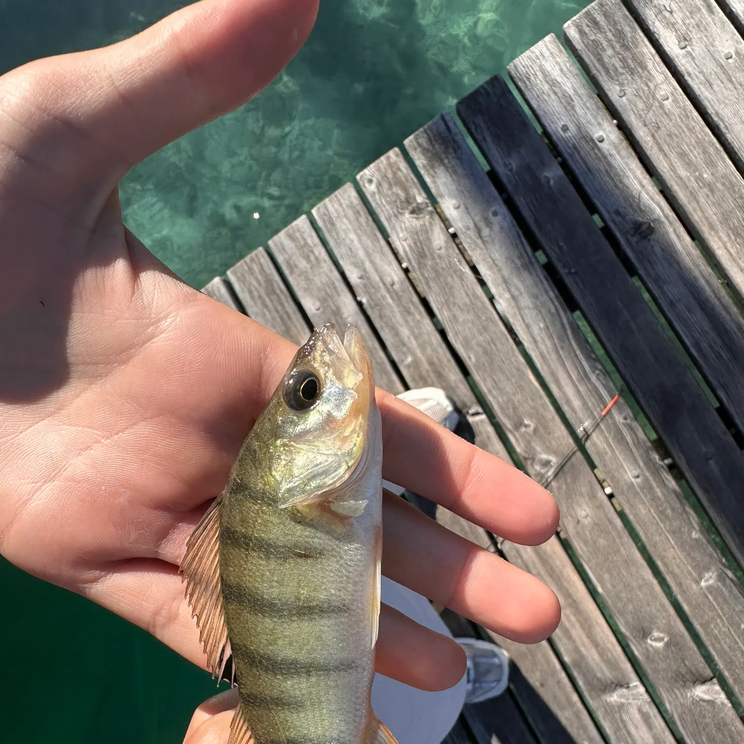 European perch caught on Fishbrain