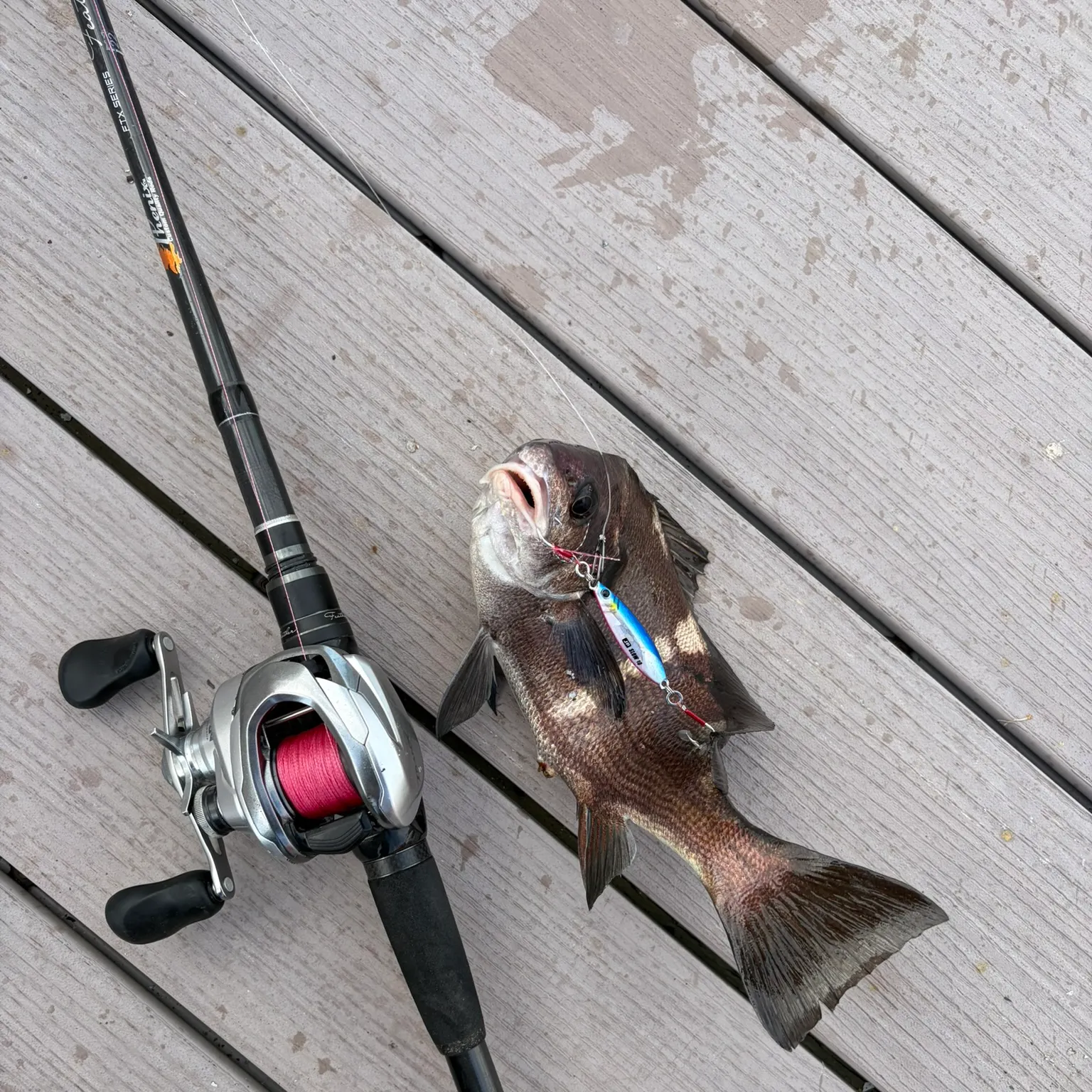 The most recent Black croaker catches on Fishbrain