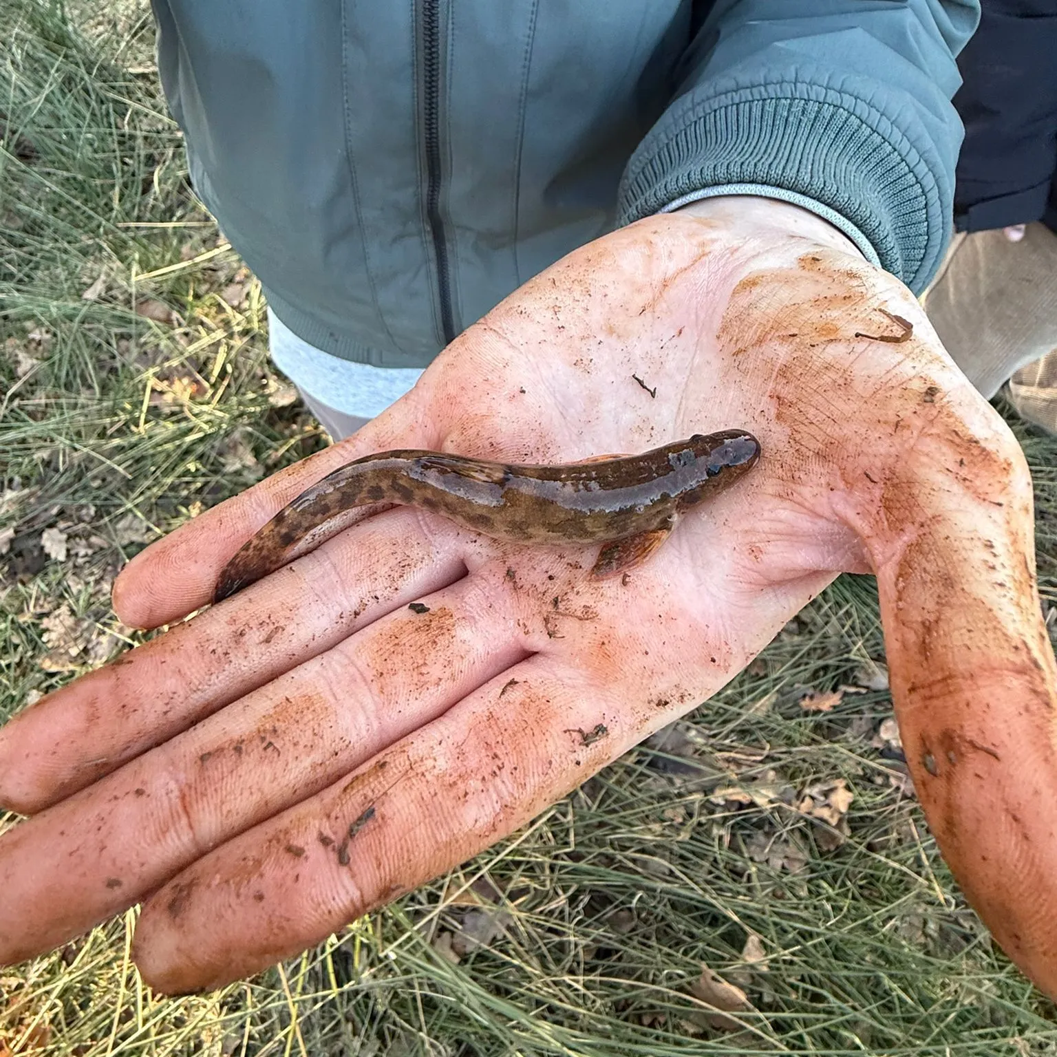 The most recent Common goby catches on Fishbrain