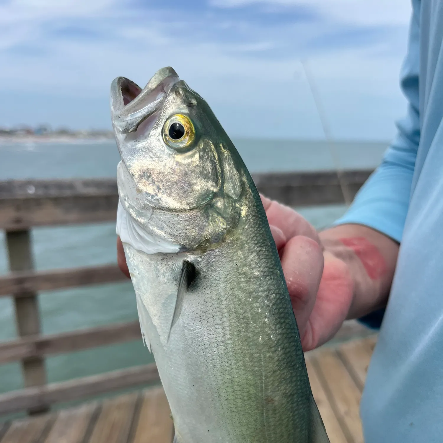 Bluefish caught on Fishbrain