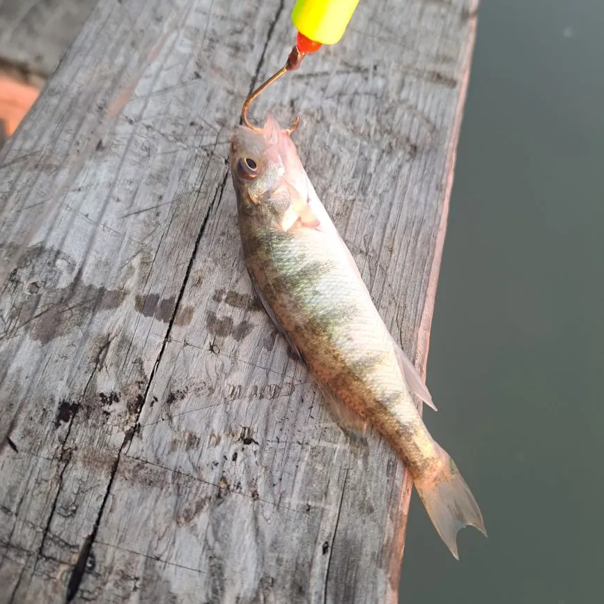 Yellow perch caught on Fishbrain
