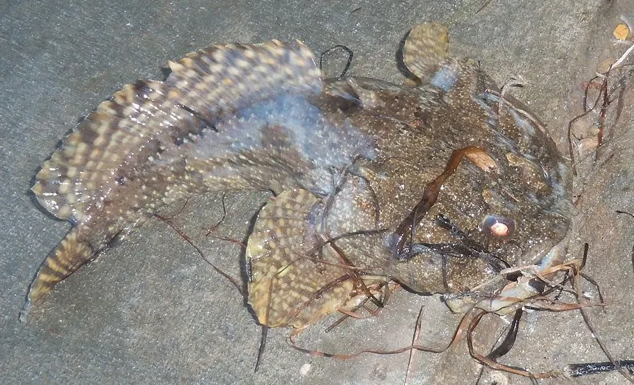 Gulf toadfish