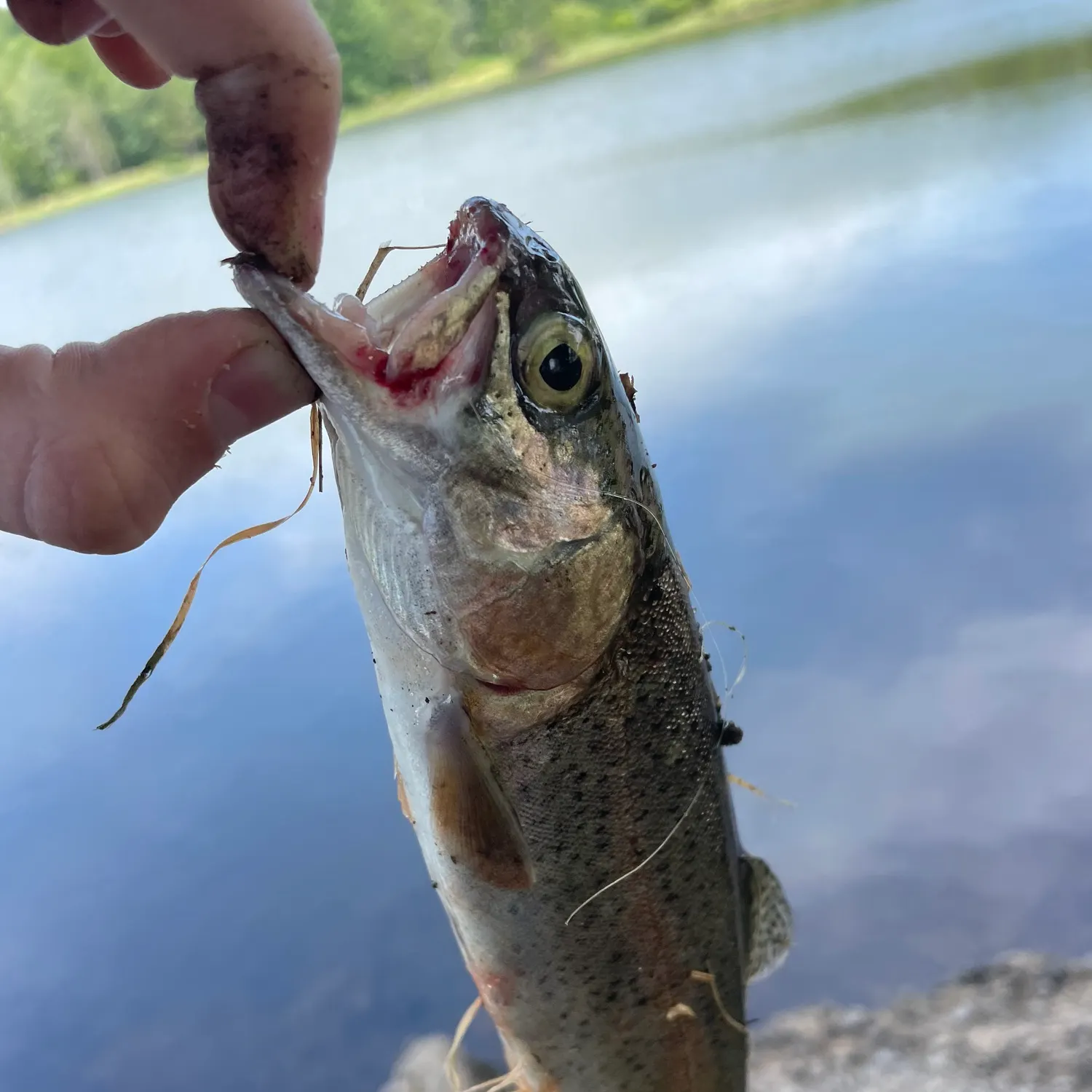 angler catch