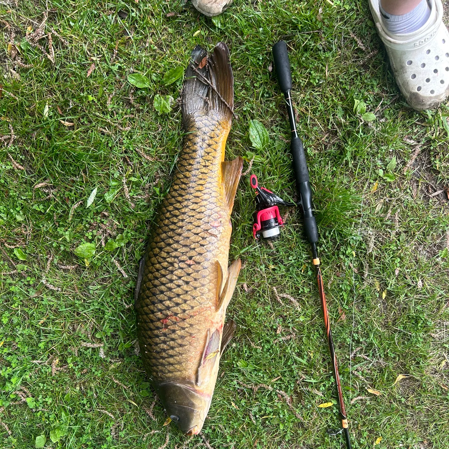 The most recent Common carp catches on Fishbrain