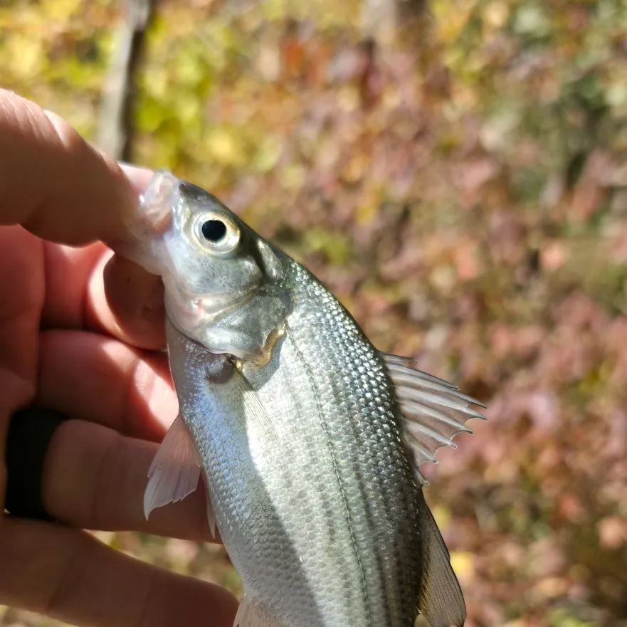 Wiper caught on Fishbrain