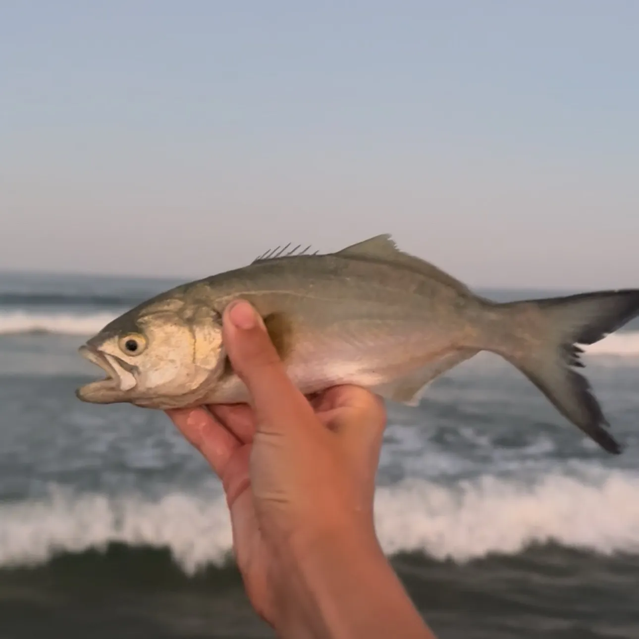 Bluefish caught on Fishbrain