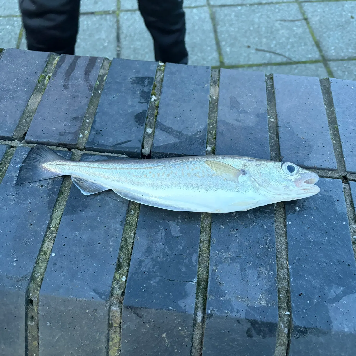 The most recent Whiting catches on Fishbrain