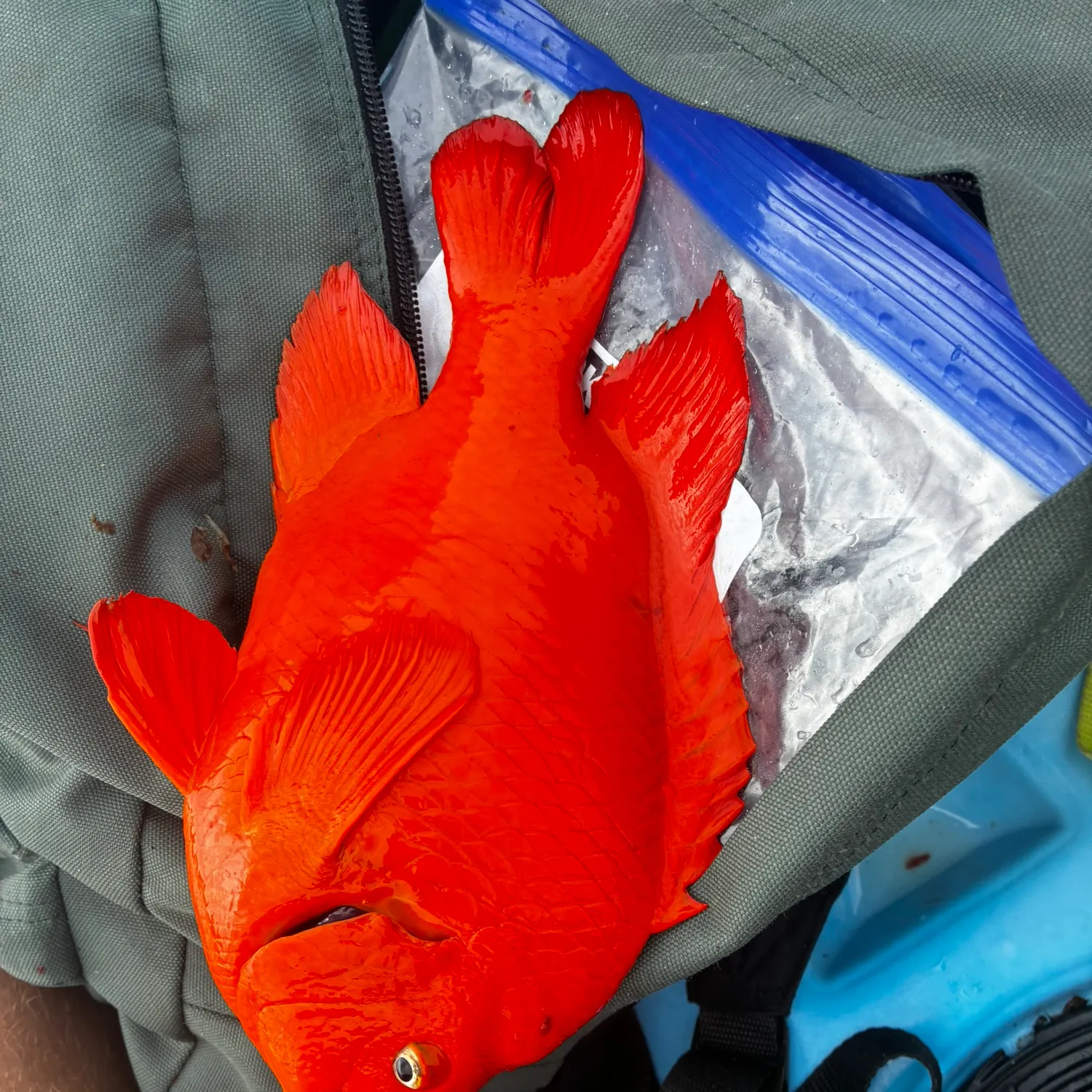 The most recent Garibaldi damselfish catches on Fishbrain