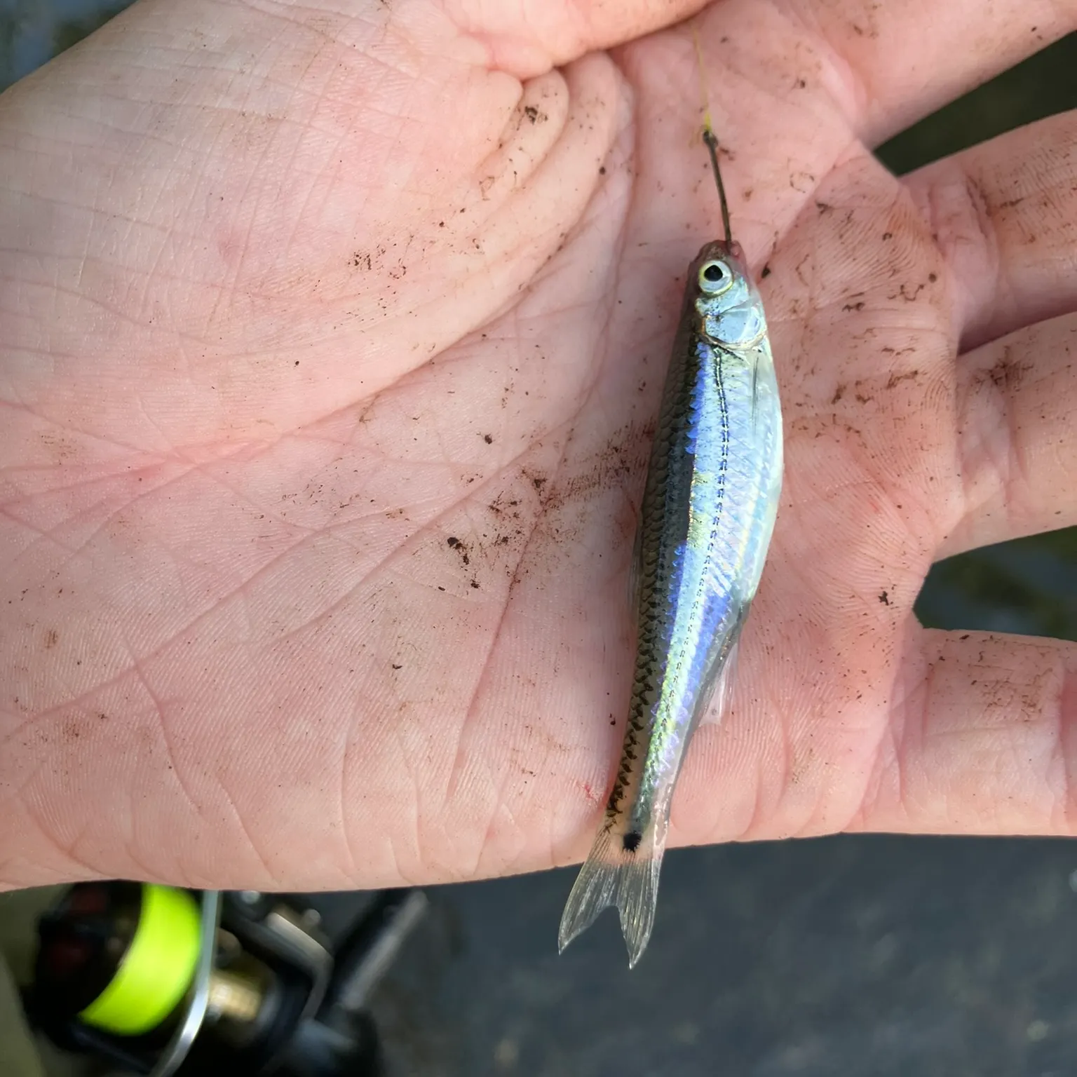 The most recent Spottail shiner catches on Fishbrain