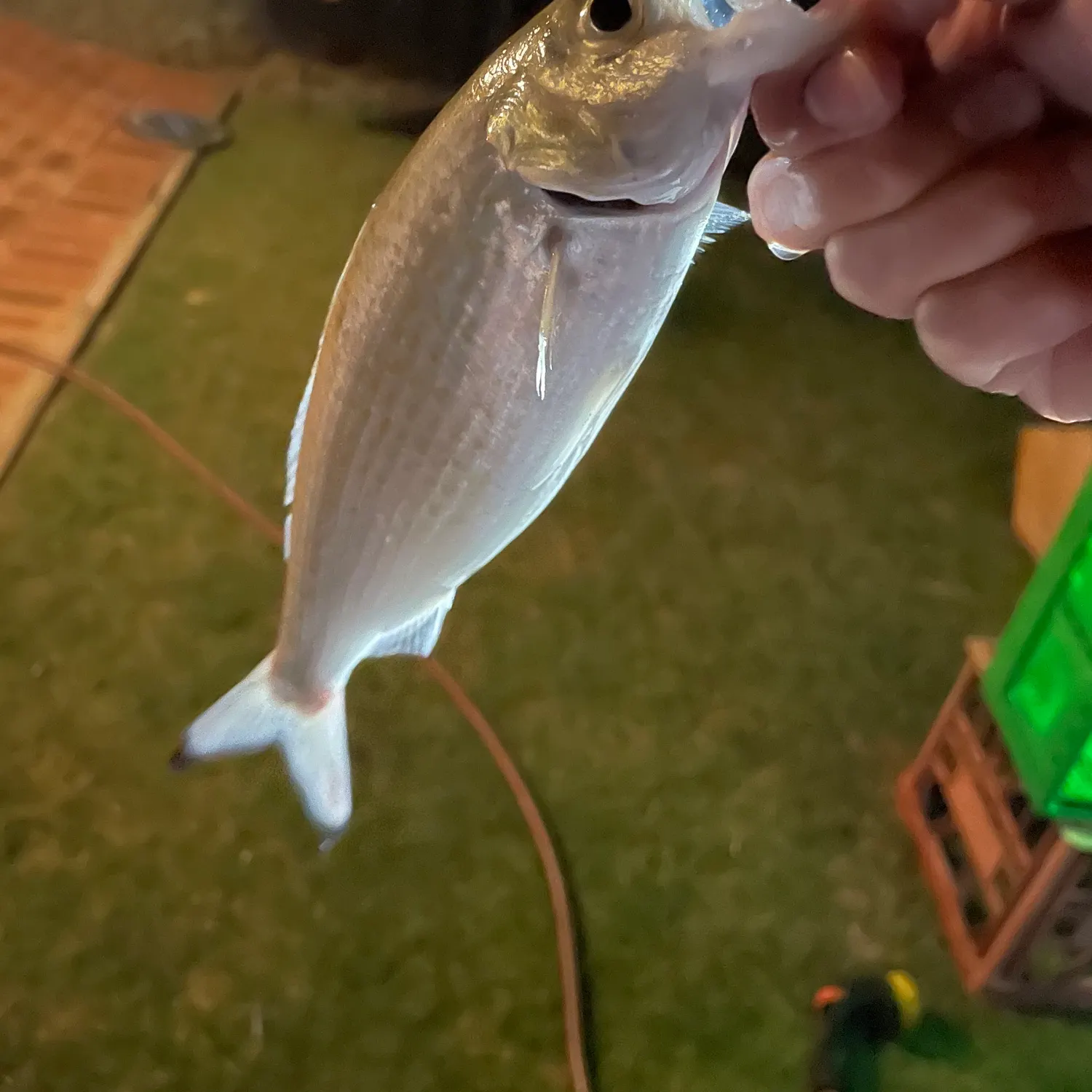 The most recent Australian ruff catches on Fishbrain