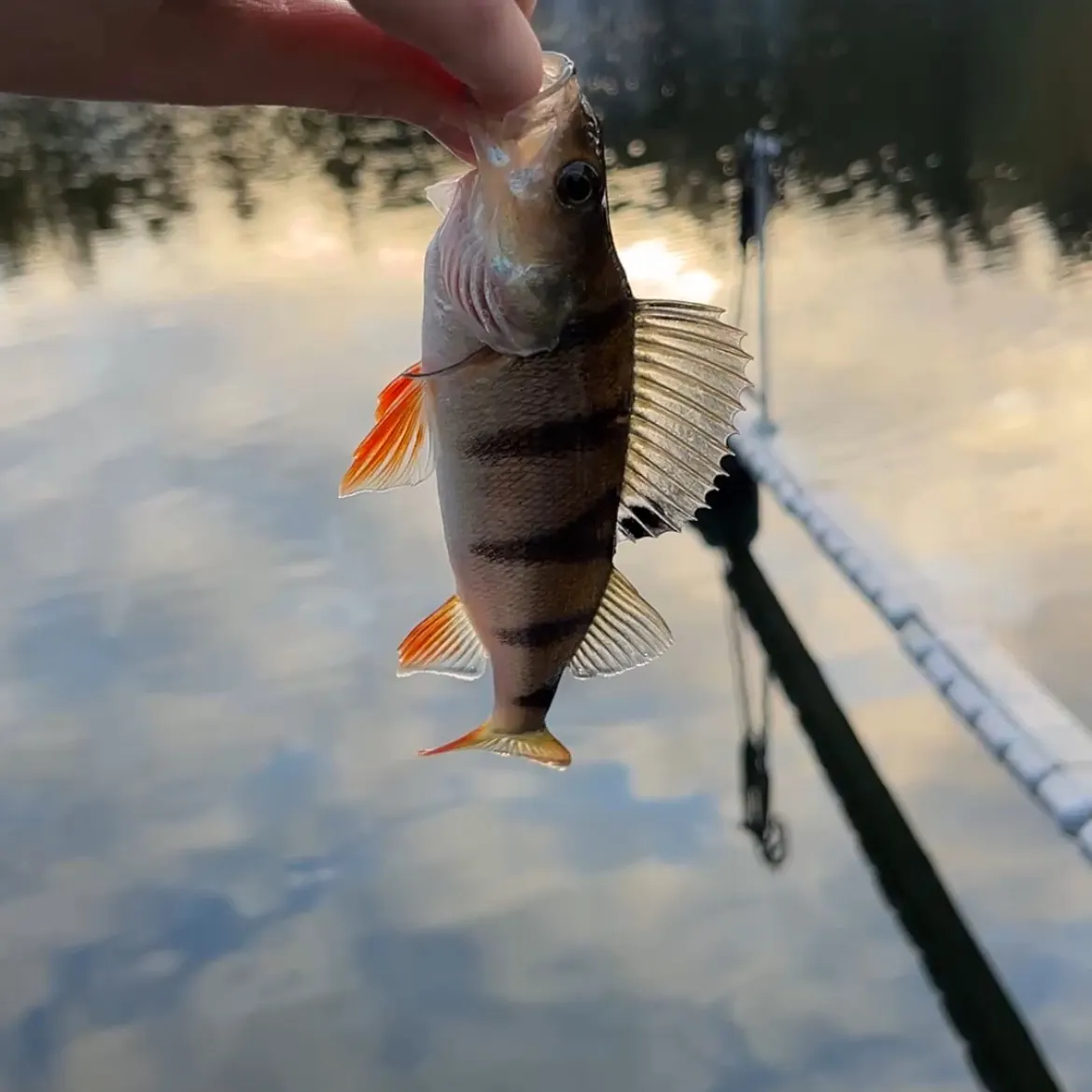 European perch caught on Fishbrain