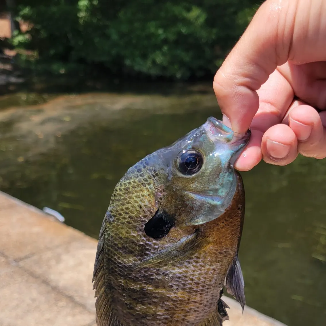 Bluegill caught on Fishbrain