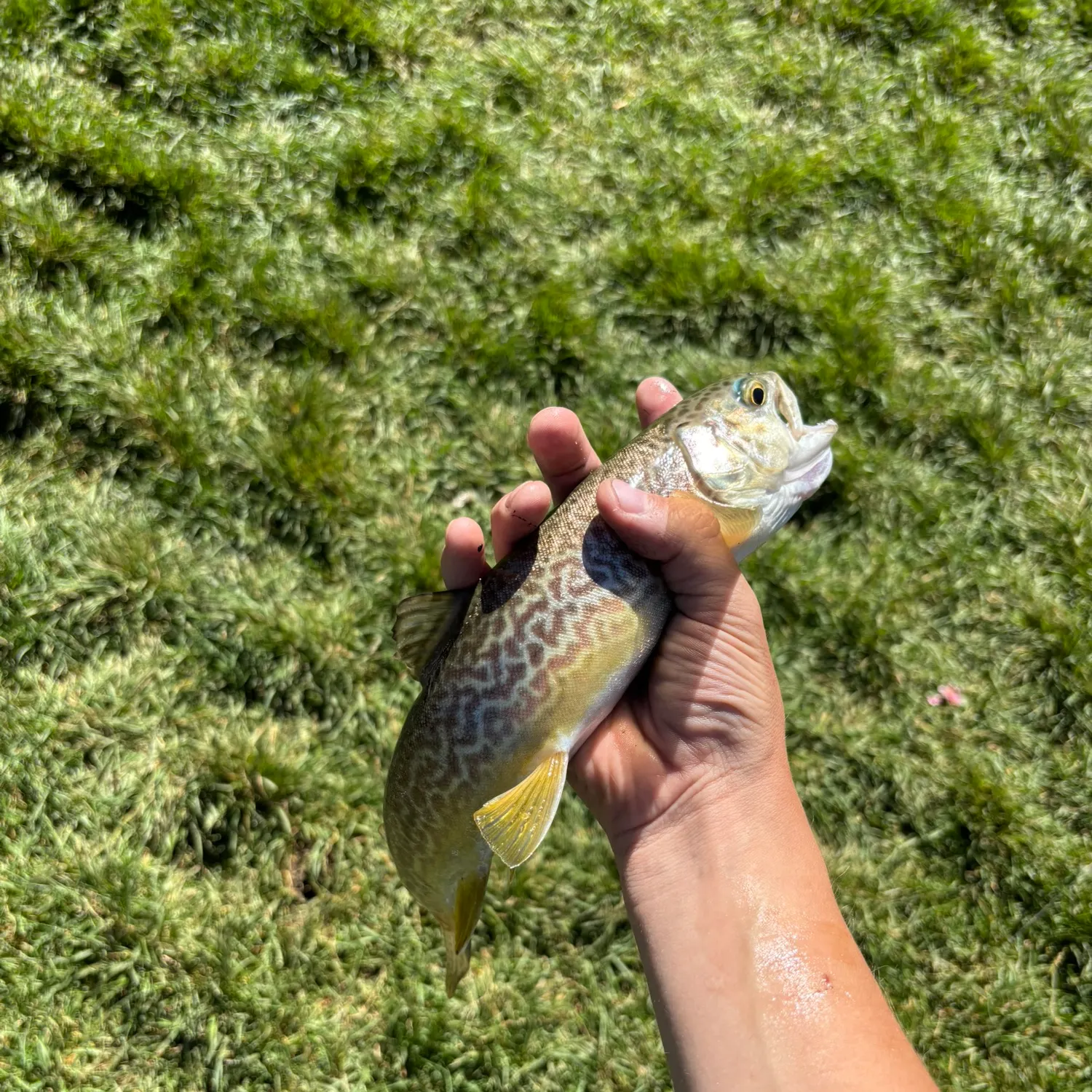 Tiger trout caught on Fishbrain
