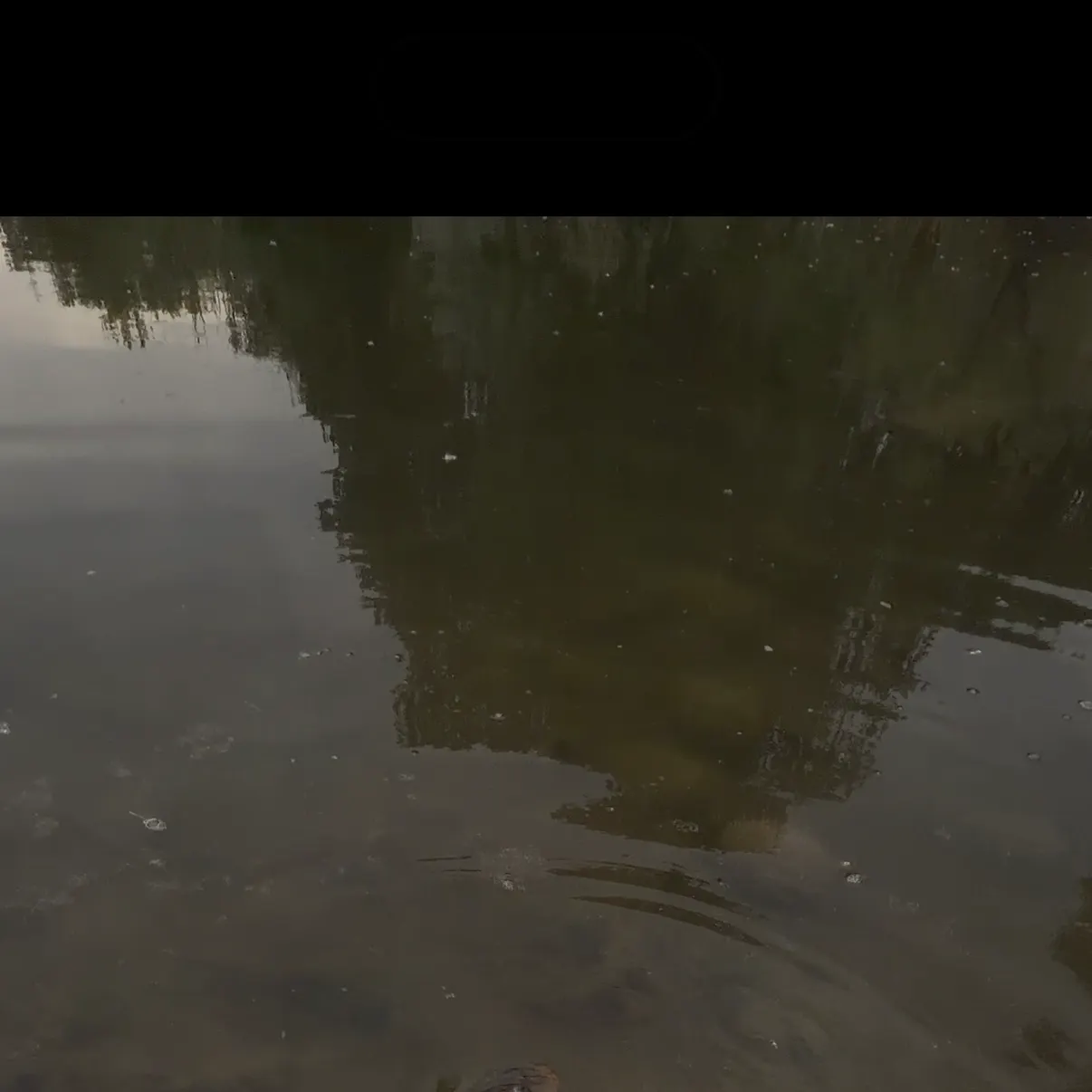 Common carp caught on Fishbrain