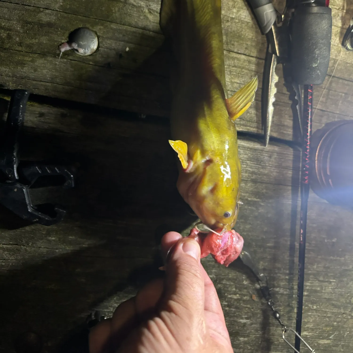 Yellow bullhead caught on Fishbrain