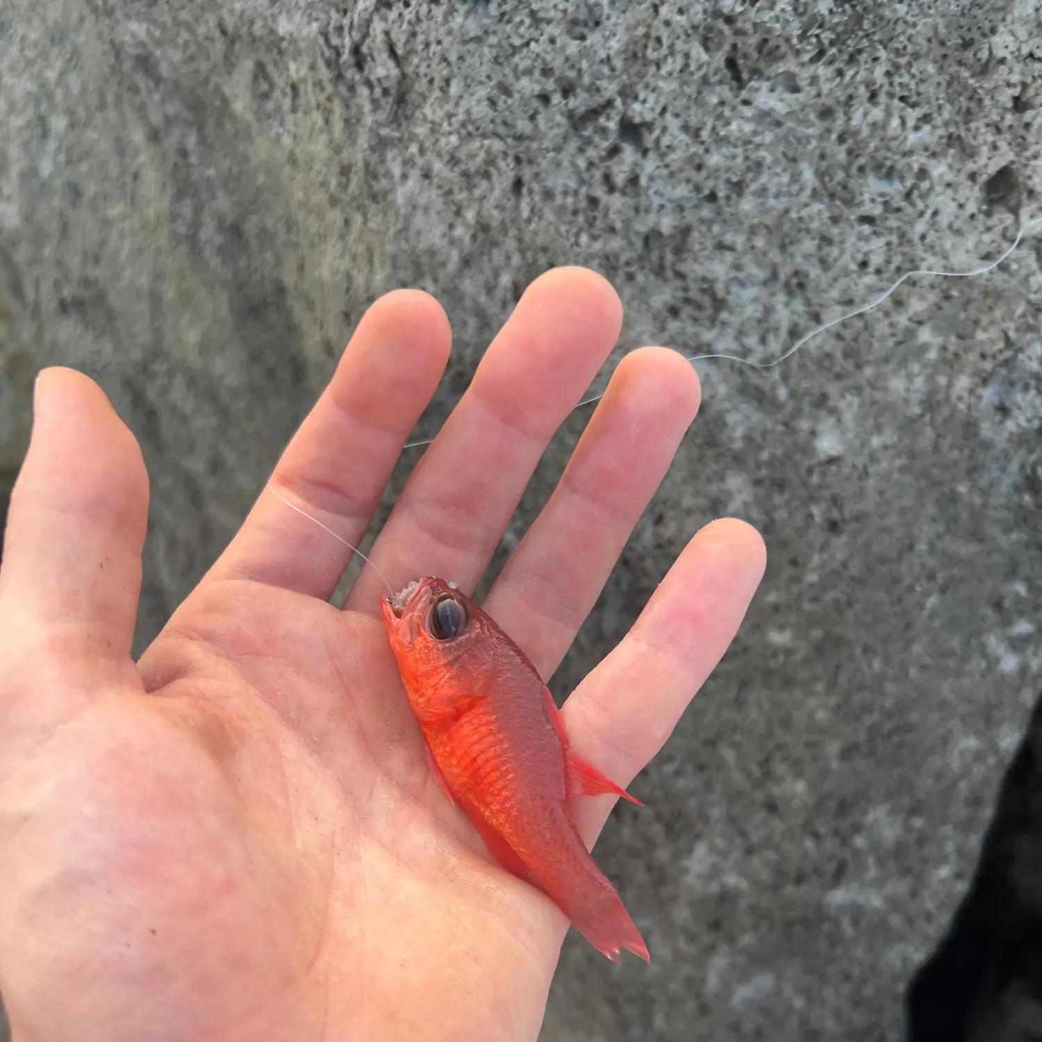 The most recent Mediterranean cardinalfish catches on Fishbrain