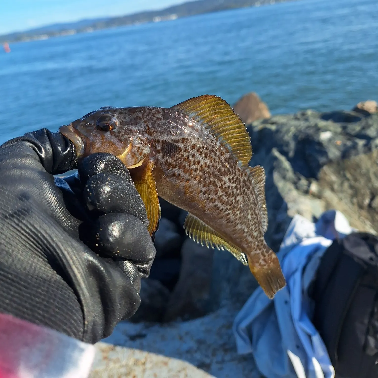 The most recent Kelp greenling catches on Fishbrain