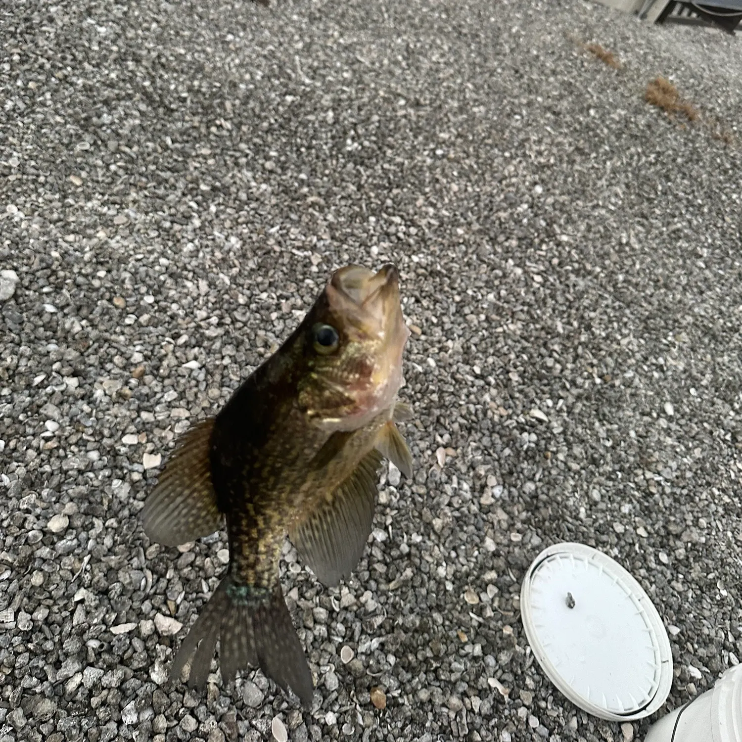 The most recent Speckled madtom catches on Fishbrain