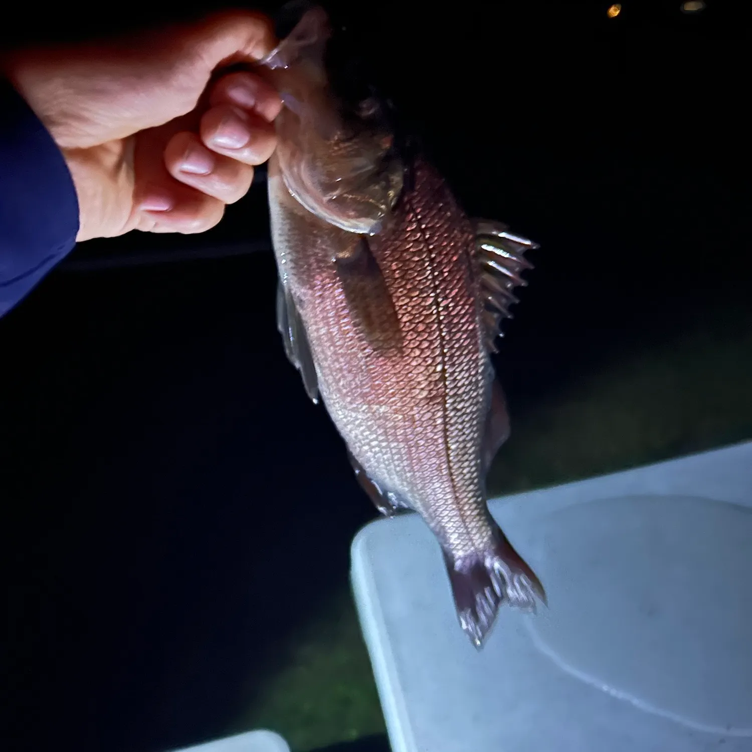 White perch caught on Fishbrain