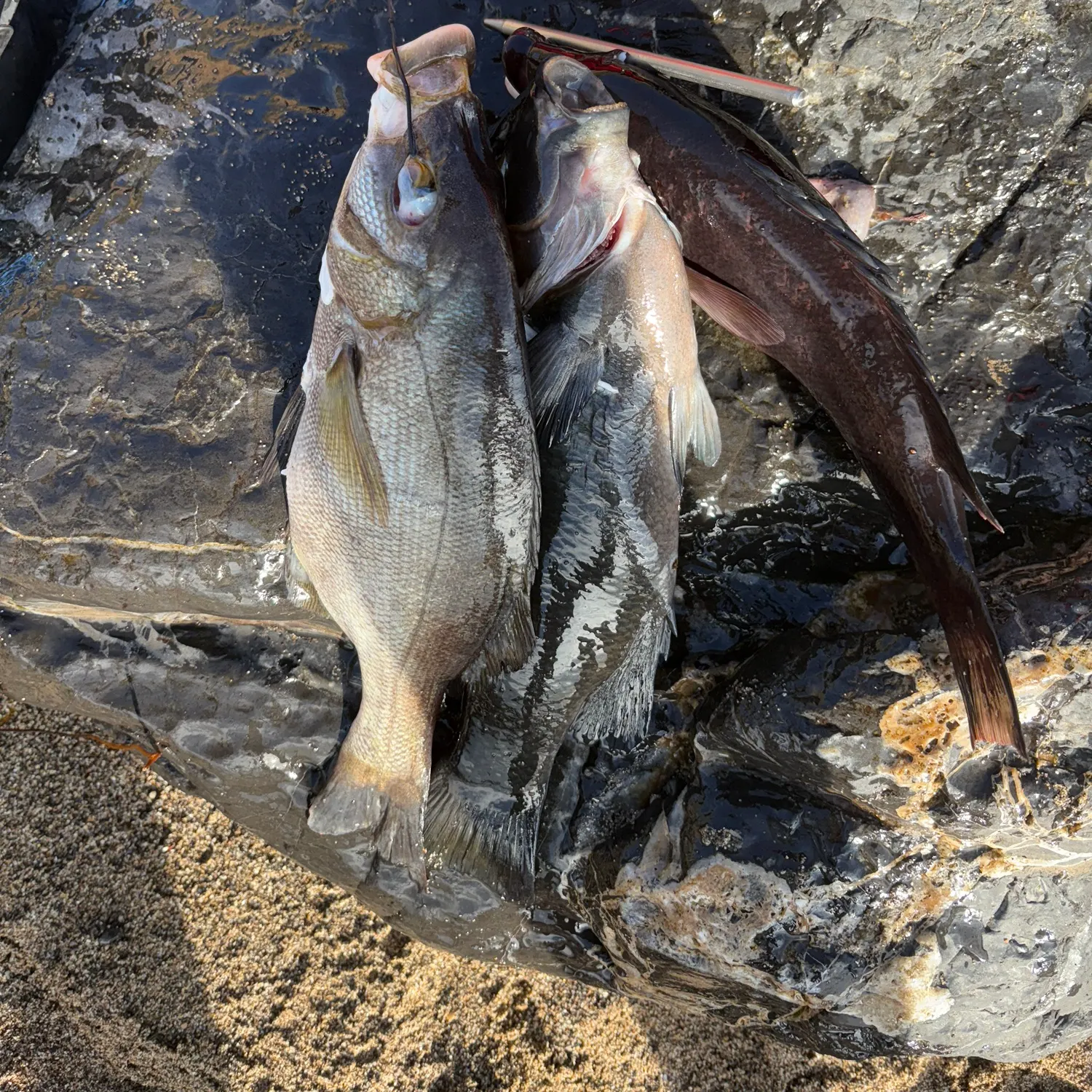 recently logged catches