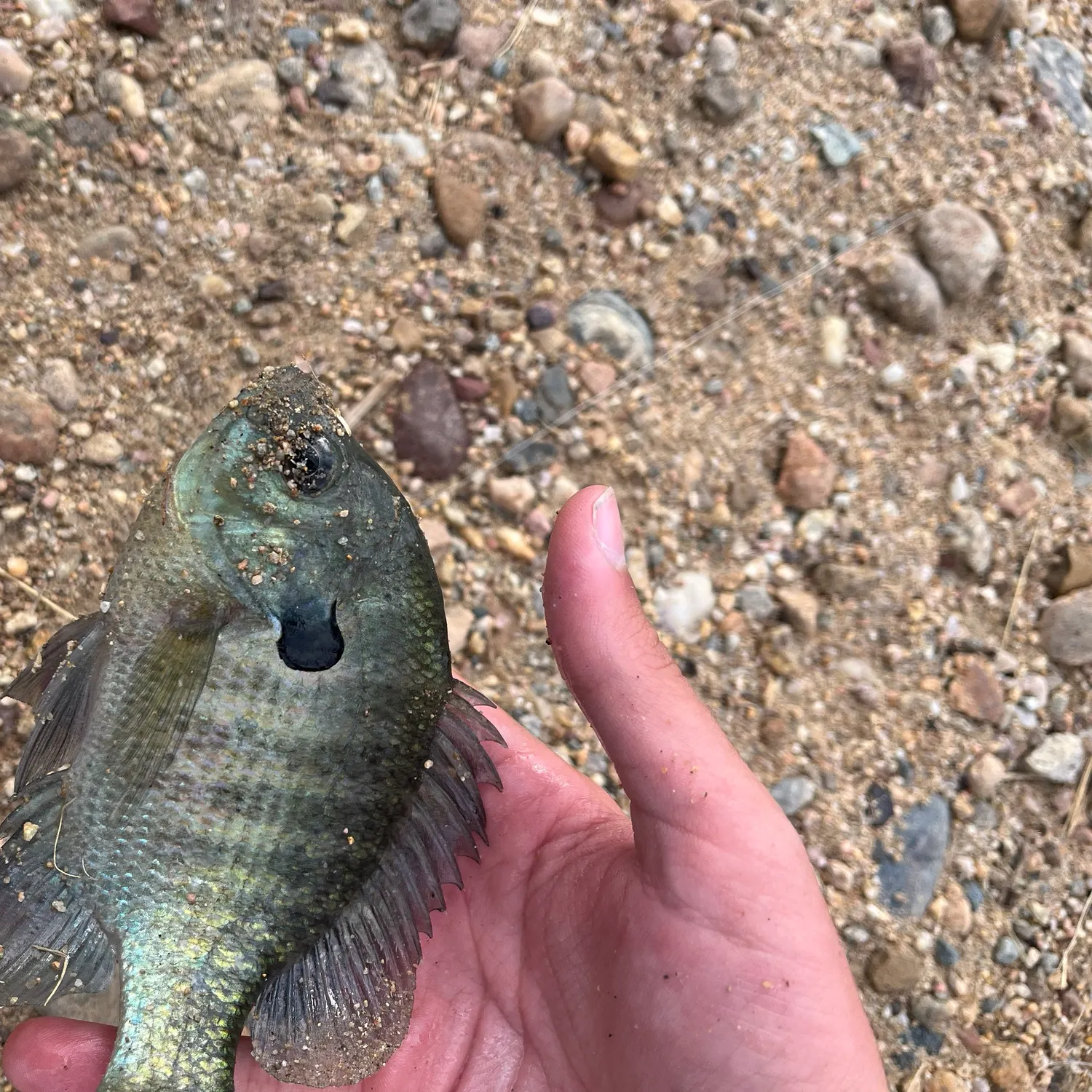 Bluegill caught on Fishbrain