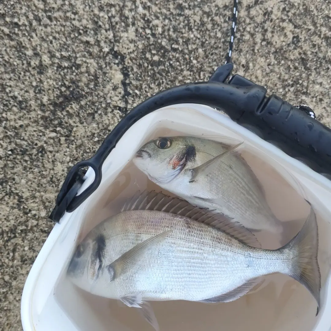 The most recent Gilthead seabream catches on Fishbrain
