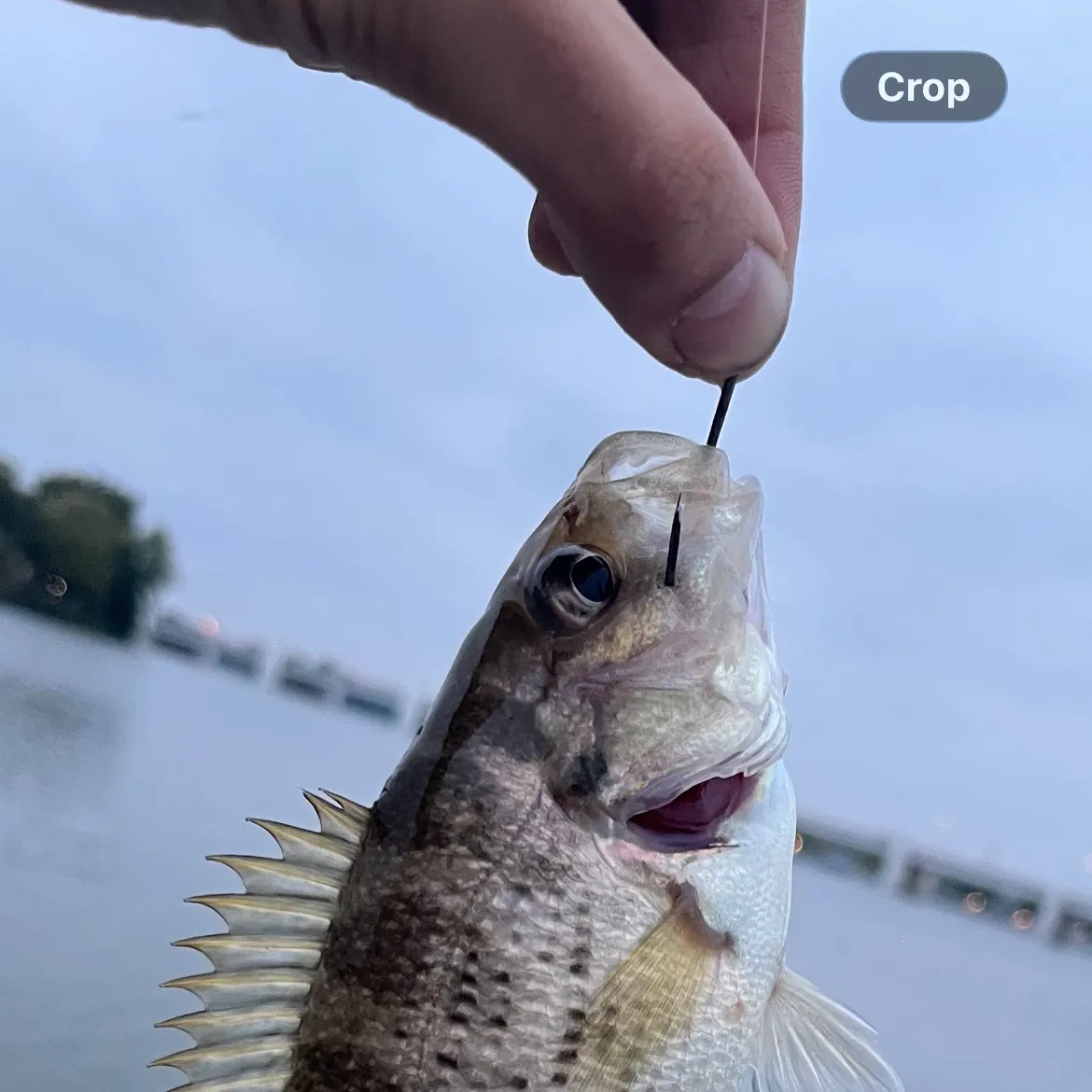 Rock bass caught on Fishbrain
