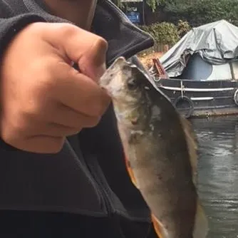 European perch caught on Fishbrain