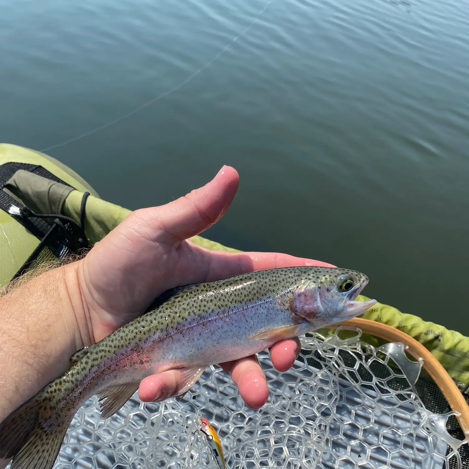 Rainbow trout caught on Fishbrain